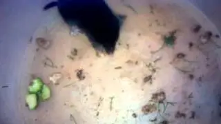 Я поймала детёныша крота! :3