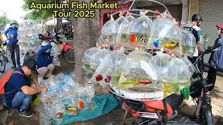 Aquarium Fish Market Tour 2025 with Amazing Discoveries - Best Aquarium Fish to Buy at the Market