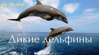 Nat Geo Wild.Дикие дельфины.