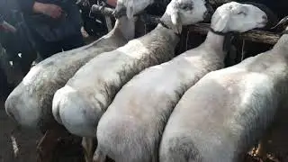 Шахрихон Холдовонбек куй кузи бозори БОЗОР АРЗОН БУЛАЯБДИ.