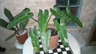 Philodendron Black Billietiae