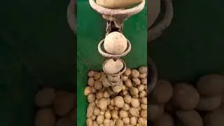 Сажаем картофель. #shorts #т25 #механик #самоделки #potato #бульба