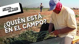 ¿Quién cosecha durante la pandemia?: jornaleras agrícolas, indefensas ante coronavirus