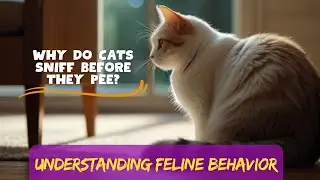 Why Do Cats Sniff Before They Pee? | Understanding Feline Behavior