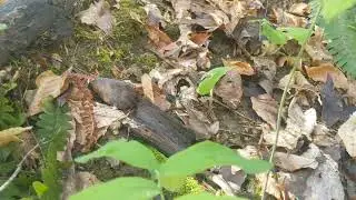 Solomon's Seal edible / medicinal