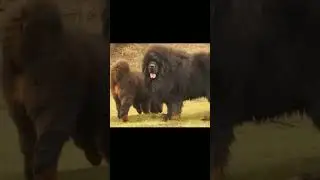 The King of Dogs. Tibetan Mastiff #shorts