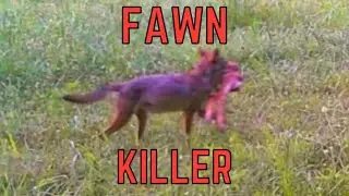 Fawn Killer - Summer Coyote Trapping