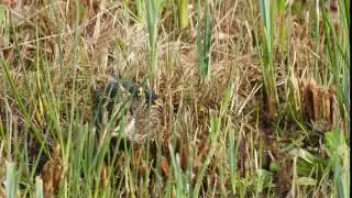 Jack Snipe