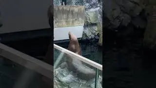 Sea Lion Burping at Mystic Aquarium 😂
