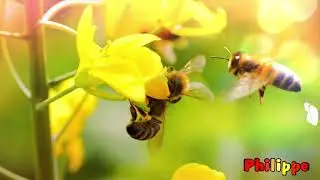 JANINE IERNO: Hymne à la nature(musique relaxante et apaisante)