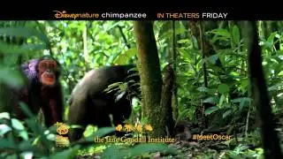Chimpanzee TV 