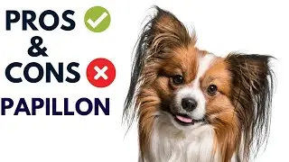 Papillon Dog Breed Pros and Cons | Papillon Dog Advantages and Disadvantages 