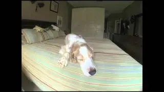 My Dog Sleeping at Home - Time Lapse