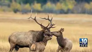 DNR on the hunt for elk poaching information
