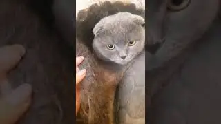 Краcивый шотландский вислоухий 🐱 кот.Cat.