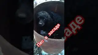 пёс в засаде