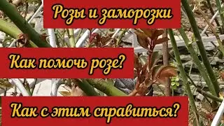 Розы и возвратные  заморозки. Как помочь розе? Как с этим справиться?