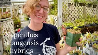 Why we love Nepenthes talangensis hybrids!