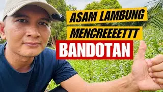BANDOTAN‼️ Nyesel Kalau Baru Tau Sekarang⁉️Padahal Dibuang, Tapi Manfaatnya Segudang