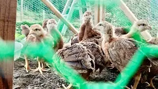 鶏小屋をDIY！土佐ジローの飼育開始！