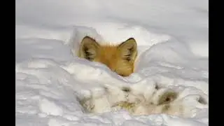Fox in a snow bank