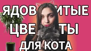 НЕ ДЕРЖИ ДОМА ЭТИ РАСТЕНИЯ! ОПАСНО ДЛЯ ТВОЕГО КОТА! #cats #мейнкун #сибирскаякошка