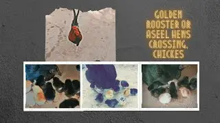 golden desi rooster crossed with aseel hen/golden murga and aseel hen breeding information