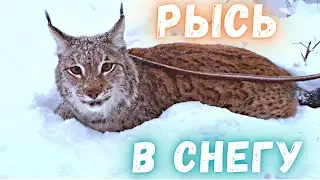 Рысь Марс в снегу с самоедами