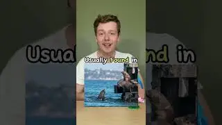 This is the Australian Fur Seal 🦭 in 30 Seconds | Animal Hot Minute 🔥 ⏰ #animalfacts #animal