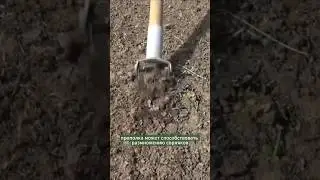 Learn how to avoid digging and weeding. Gardening tips. 