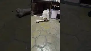 шпиц против кости