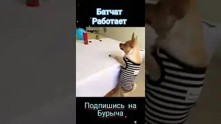 бат чат раздает барабан 