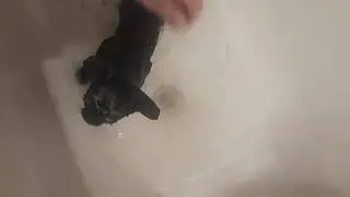 Кот в ванной))) Ржака))) Прикол)))