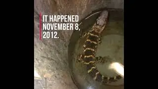 Sewer District rescues alligator in Cleveland (November 8, 2012)