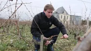 La taille Guyot Poussard au Château Pédesclaux