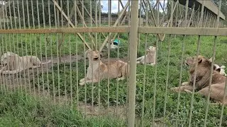 Львы внимательно наблюдают за посетителями. ПАРК ЗЕМЛЯ ПРАЙДА 🌿