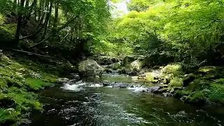 Nature - Landscape water flow in forest