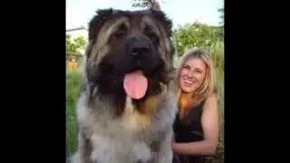 собаки