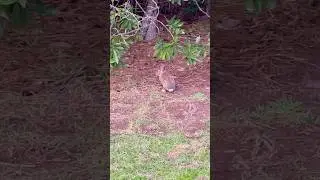 Adorable Rabbit Sighting in the Neighborhood! 🐰✨#beautiful #nature #georgia