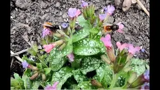 Дикая пчела Осмия Руфа (Osmia Rufa) продолжение