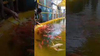 Colourful fish