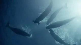 Short film created by freediving couple Guillaume Néry and Julie Gautier