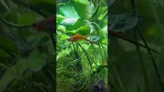 Bosque Acuatico #music #nature #nature #fish #underwater #forest #video
