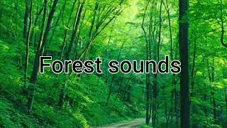 Nature Sounds Relaxing Forest ambient birds singing relaxation - 10 minutes