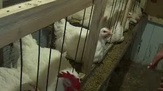 Выращивание бройлеров в клетках в домашних условиях ч.9