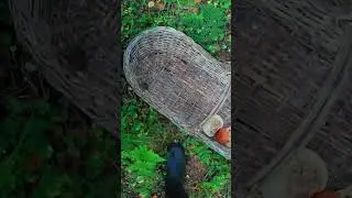 Белые грибы росли на каждом шагу. 