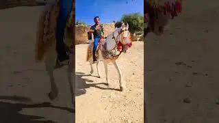 Donkey on a horse @HAKKUSINGARIYA Shorts