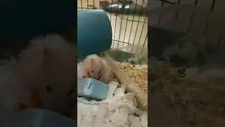 My cute, hamsters, eating carrots, which one is RIP￼