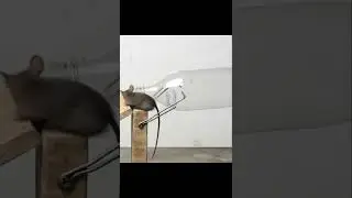Best DIY Mouse Trap Bottle 