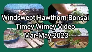 Windswept Hawthorn Bonsai Timey Wimey Mar May 2023